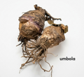 Umbola