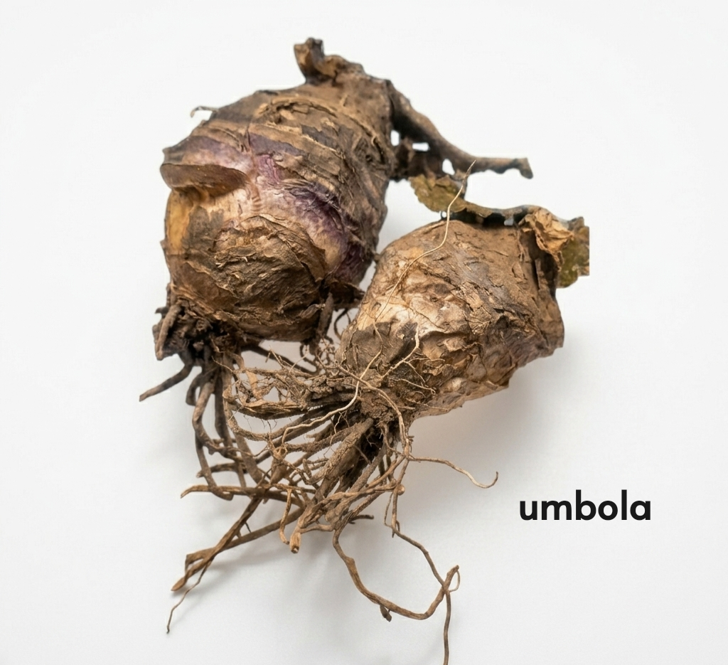 Umbola