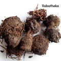Ilabatheka